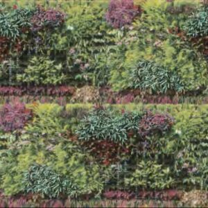 Papel de Parede Verde Roxo Floral  - IF-472501