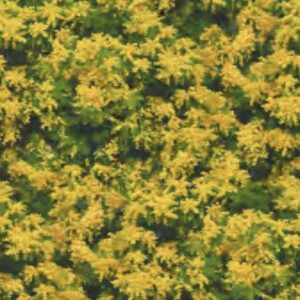 Papel de Parede Amarelo Floral Flor de Tango - IF-675801